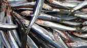 See prices of Anchovies