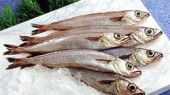 See prices of Blue Whiting