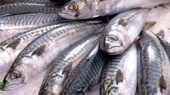 See prices of Atlantic Mackerel