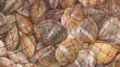 See prices of Clams (Chamelea gallina)