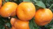 See prices of Clementine Tangerine