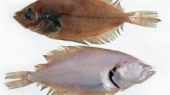 See prices of Gallo Fish (Lepidorhombus boscii)