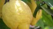 See prices of Lemon