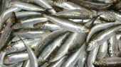See prices of Sardines